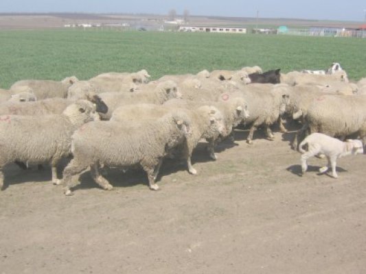 S-a apucat să fure miei, în postul Crăciunului